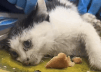 C2008010 This was supposed to be a mouse trap_part2