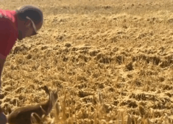 C2108001 From Farm Rescue to Tearful Reunion Baby Deer Finds Its Mom Again_part2