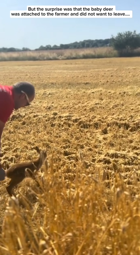 C2108001 From Farm Rescue to Tearful Reunion Baby Deer Finds Its Mom Again_part2