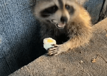 C2108002 Man accidentally saved raccoon from the trash and then this happened_part2