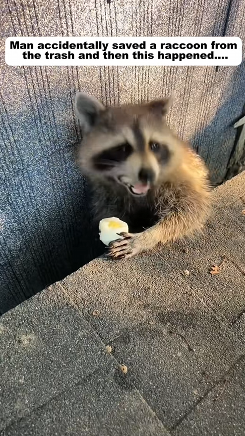 C2108002 Man accidentally saved raccoon from the trash and then this happened_part2
