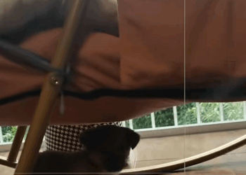 C2108003 My dog saved a little dog that was hanging on the wall_part2