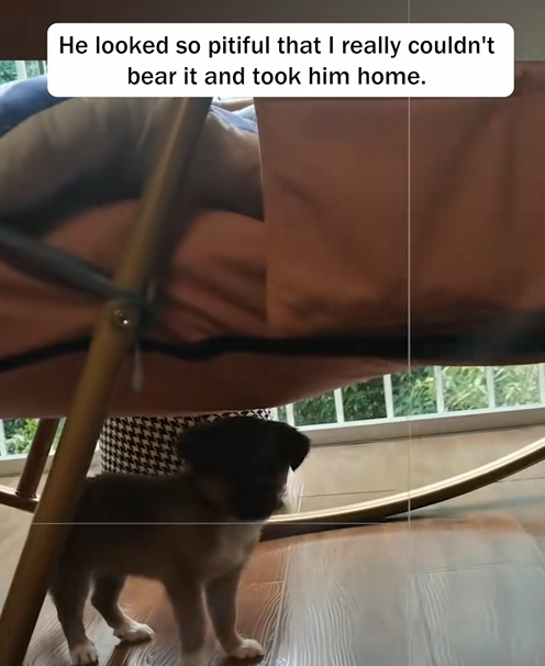C2108003 My dog saved a little dog that was hanging on the wall_part2