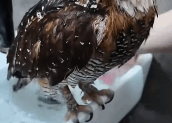 C2108004 Rescue an owl rescue animals _part2