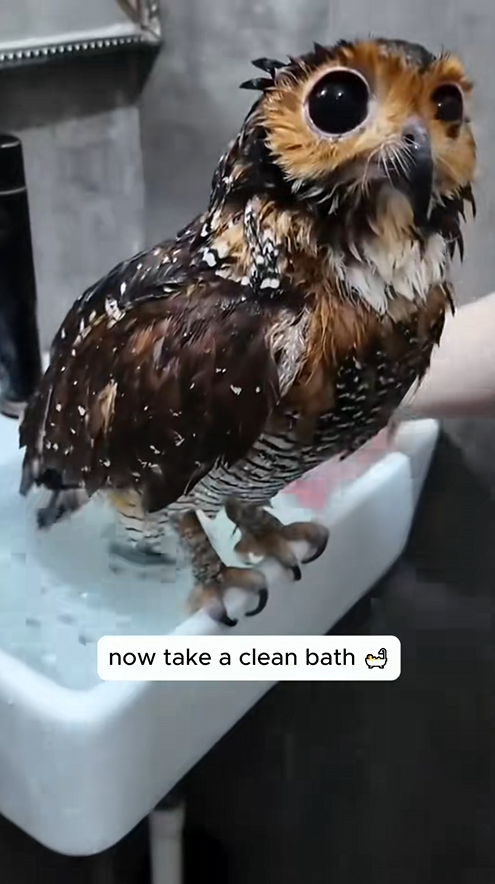 C2108004 Rescue an owl rescue animals _part2