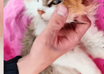 C2108005 Abandoned animal on the edge of death found in shocking condition_part2