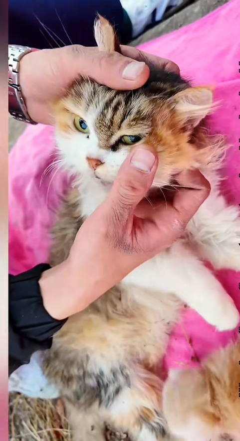 C2108005 Abandoned animal on the edge of death found in shocking condition_part2