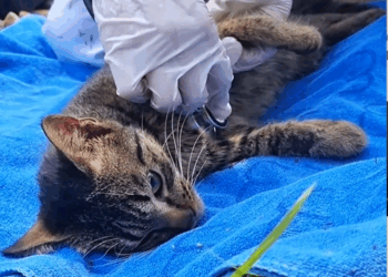 C2108006 Severely injured animal rescued seconds before dying_part2