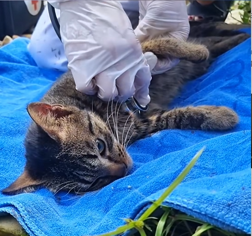 C2108006 Severely injured animal rescued seconds before dying_part2