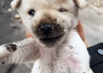 C2108007 Animal left to die in pain until this rescue happened_part2