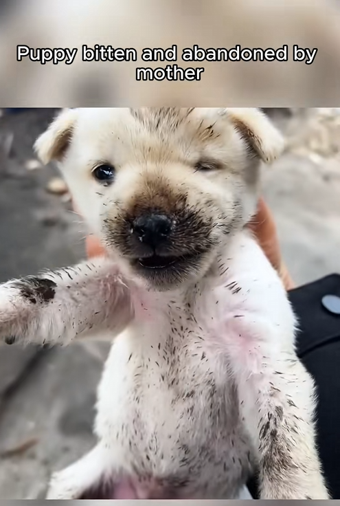 C2108007 Animal left to die in pain until this rescue happened_part2