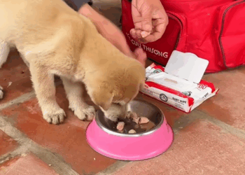 C2108008 Starving animal with no hope until a miracle arrived_part2