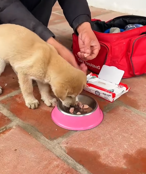 C2108008 Starving animal with no hope until a miracle arrived_part2
