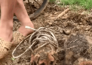 C2108009 Rescued dogs thrown away in trash in India _part2