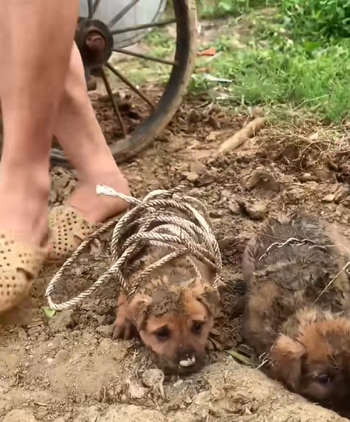 C2108009 Rescued dogs thrown away in trash in India _part2