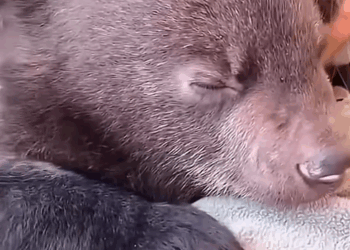 C2108010 Rescuing little bear who lost his mother from drowning in the river_part2