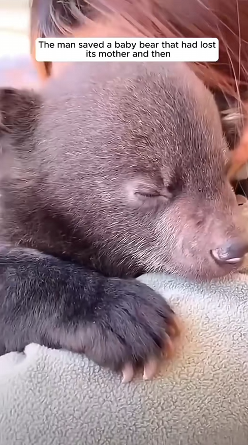 C2108010 Rescuing little bear who lost his mother from drowning in the river_part2