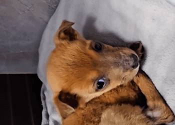 C2208001 If it were you would you help this dog_part2