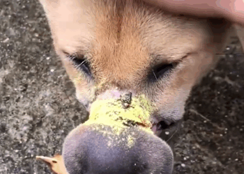 C2208002 Please say thank you to this kind family who adopted this poor dog_part2.