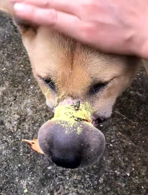 C2208002 Please say thank you to this kind family who adopted this poor dog_part2.