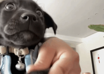 C2208003 Rescue a puppy that has fallen into a ditch and then rescue _part2