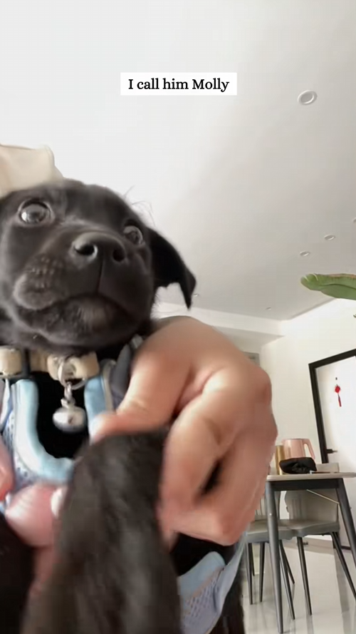 C2208003 Rescue a puppy that has fallen into a ditch and then rescue _part2