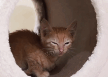 C2208004 The most unbelievable recovery of a dying cat_part2