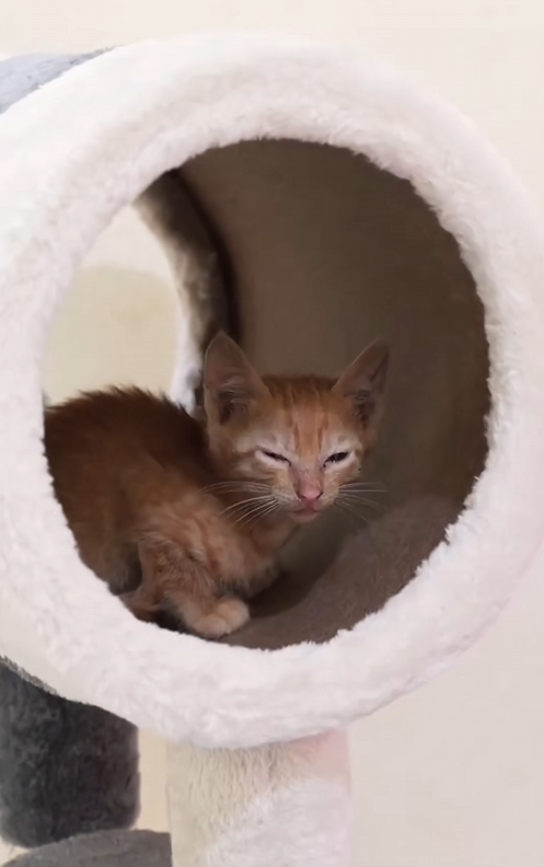 C2208004 The most unbelievable recovery of a dying cat_part2