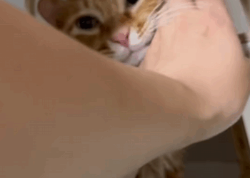 C2208005 Rescue kitty that fell from the second floor and then rescue_part2