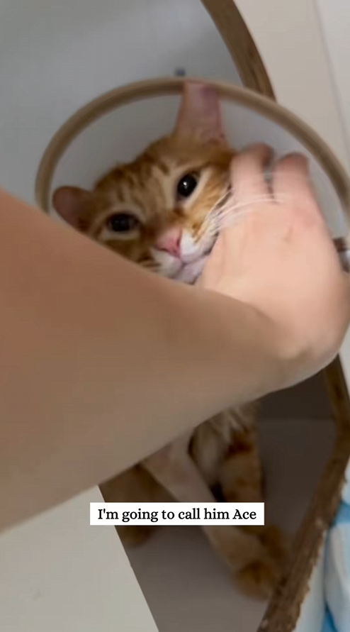C2208005 Rescue kitty that fell from the second floor and then rescue_part2