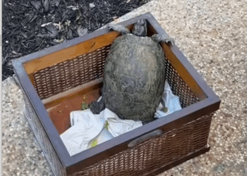 C2208006 Rescue stranded turtle that is about to die rescue _part2