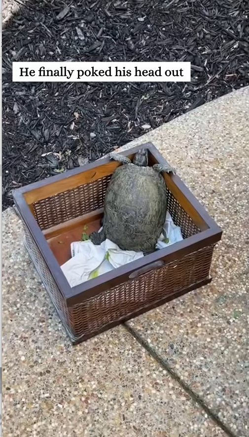 C2208006 Rescue stranded turtle that is about to die rescue _part2