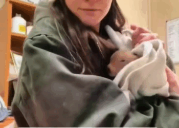 C2308001 I adopted a piglet and then rescue _part2
