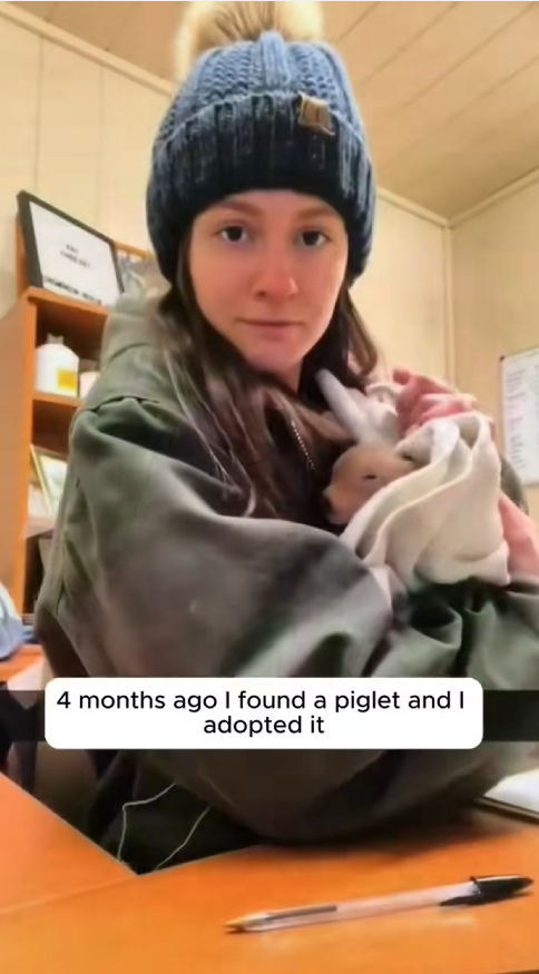 C2308001 I adopted a piglet and then rescue _part2