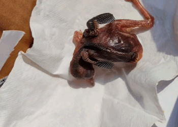 C2308002 poor baby Bird rescue and happy ending rescuebird babybird _part2