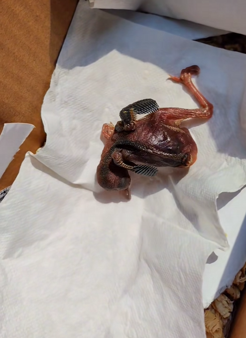 C2308002 poor baby Bird rescue and happy ending rescuebird babybird _part2