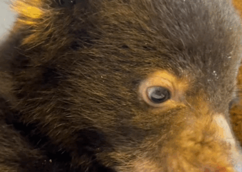 C2308004 Rescue poor puppy but later realized that wrong and then rescue_part2