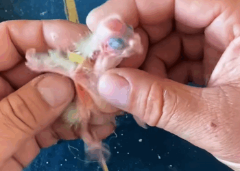 C2308005 rescued baby parrot it like balloon about to burst animals _part2