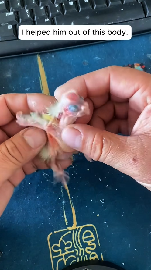 C2308005 rescued baby parrot it like balloon about to burst animals _part2