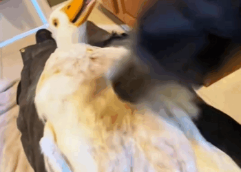 C2308006 Smart mother duck calls for help for her children animals _part2