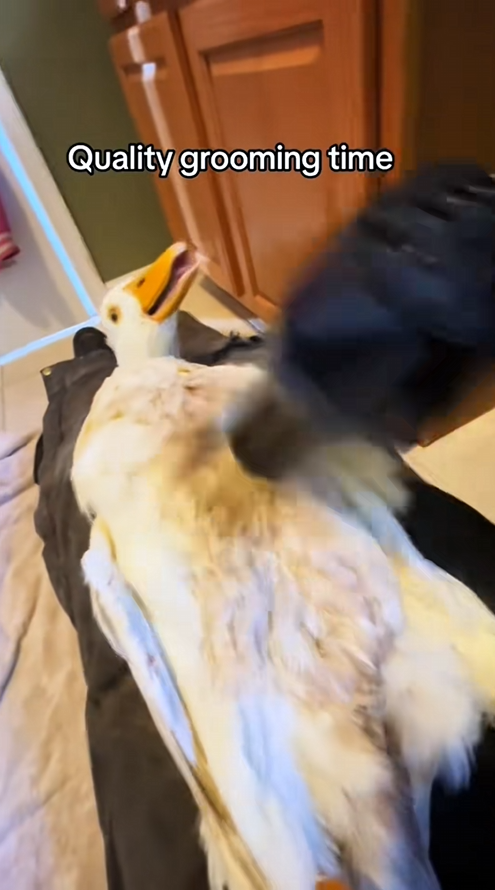 C2308006 Smart mother duck calls for help for her children animals _part2
