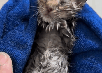 C2308007 There was a little kitten that was frozen stiff right after birth _part2