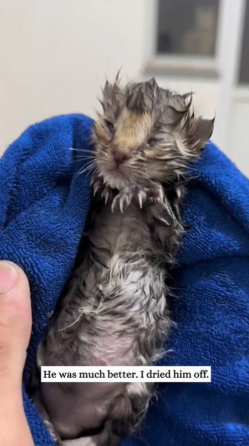 C2308007 There was a little kitten that was frozen stiff right after birth _part2