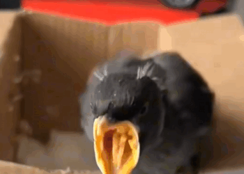 C2308008 This baby myna fell from its nest I adopted it. _part2