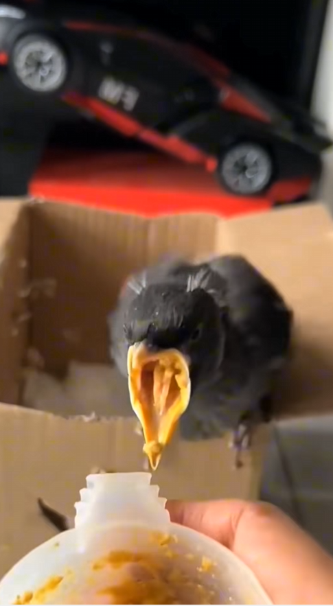 C2308008 This baby myna fell from its nest I adopted it. _part2