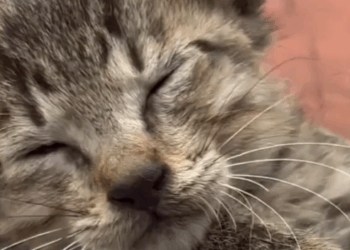 C2308009 this is the story of a cute little kitten that I rescued_part2