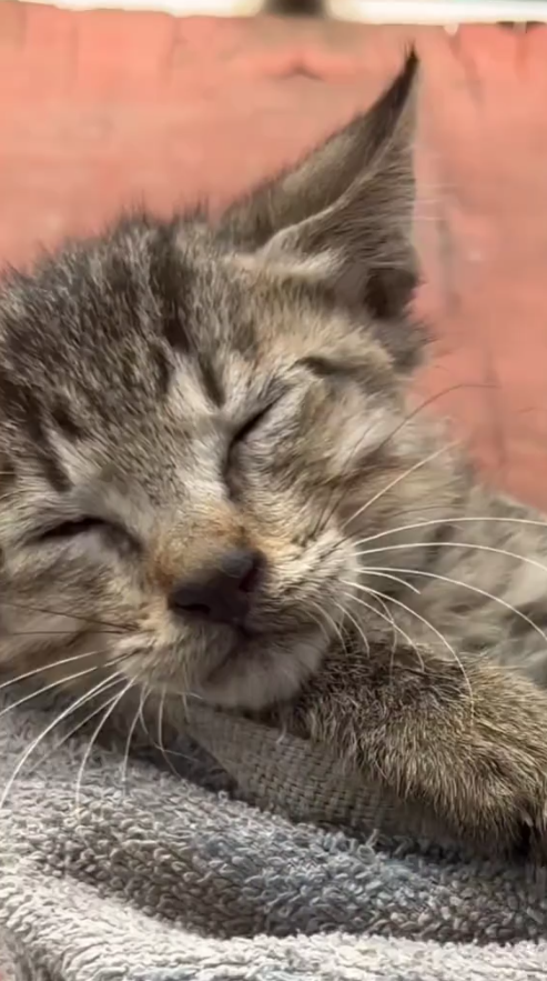 C2308009 this is the story of a cute little kitten that I rescued_part2