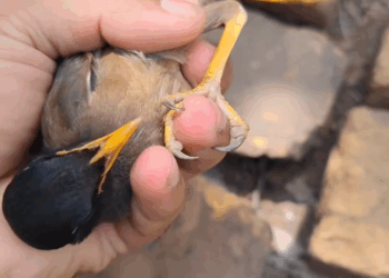 C2308010 this man saved myna from the eagle and happy ending _part2