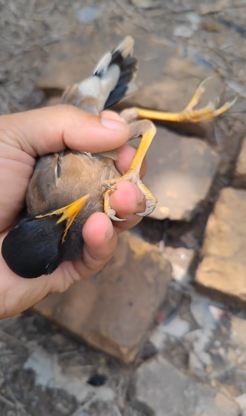 C2308010 this man saved myna from the eagle and happy ending _part2