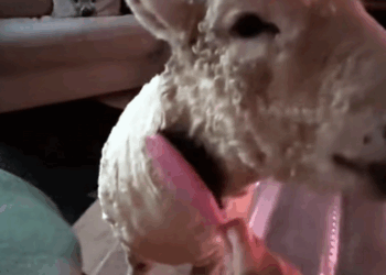 C2308011 We found sheep crying for help animals_part2